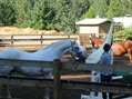 Adult Camp thumbnail