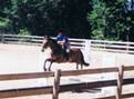 Normas Horses thumbnail