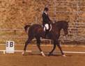 Normas Horses thumbnail