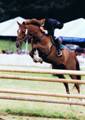 Normas Horses thumbnail