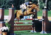 Normas Horses thumbnail